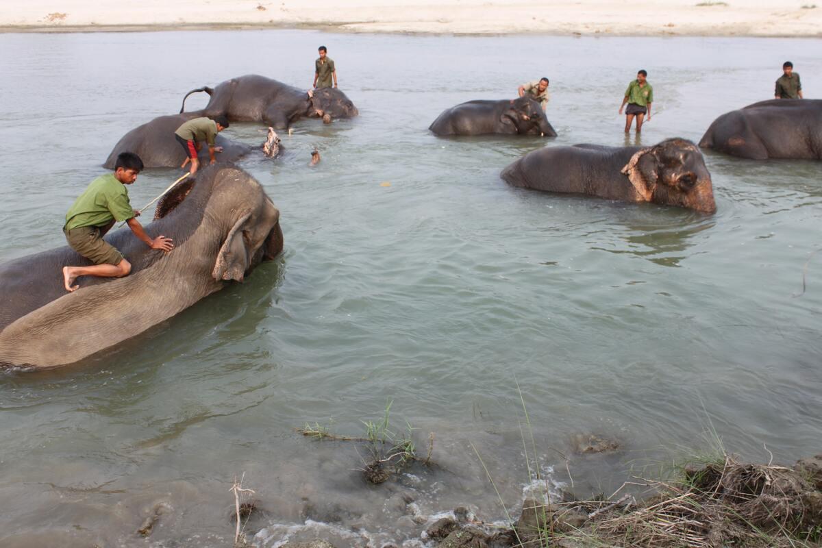 elephant-bath-chitwan