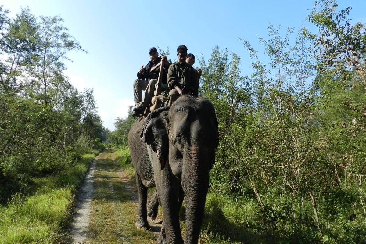 elephant-safari-chitwan