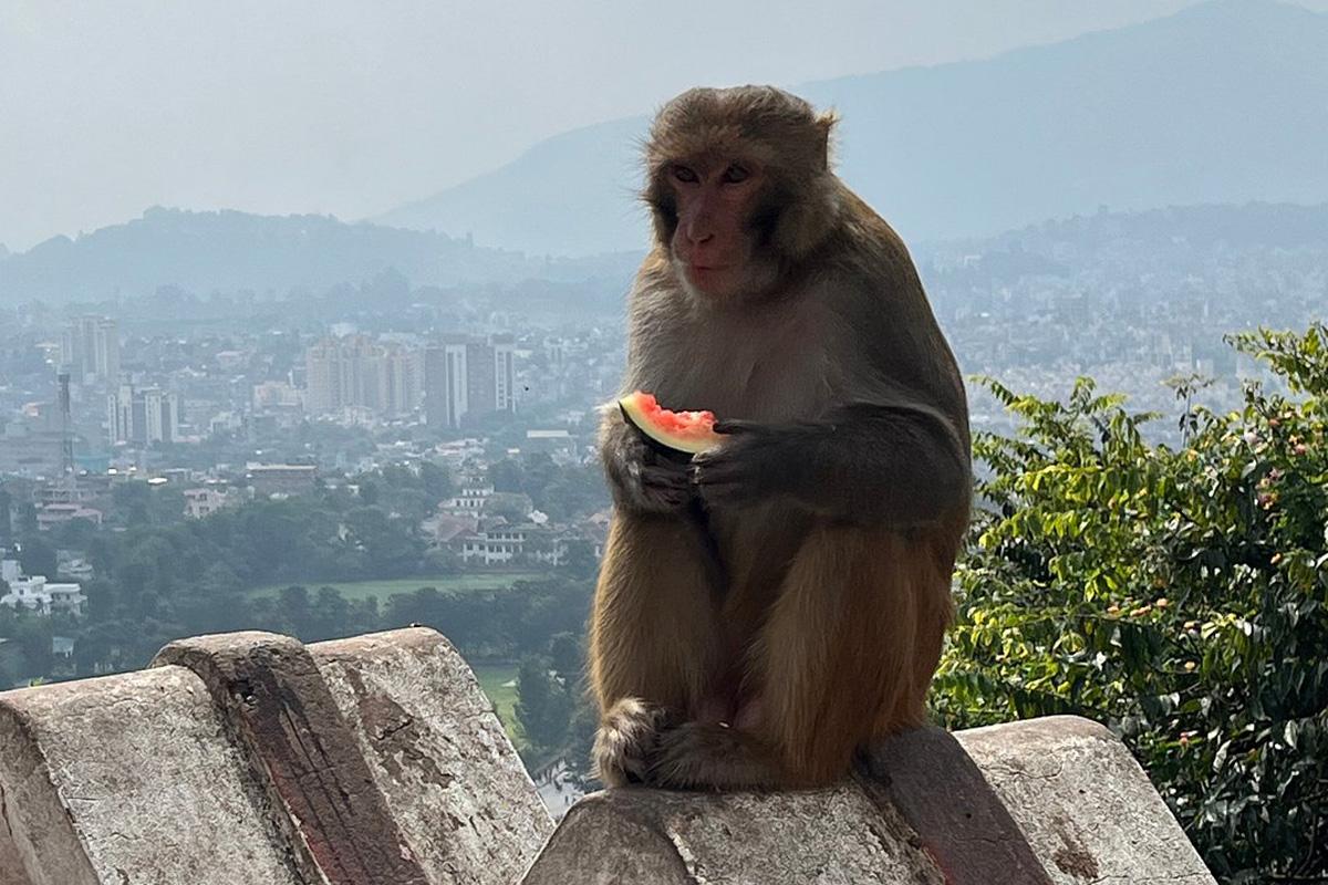 monkey-temple-kathmandu